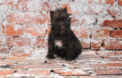 Mini Schnauzer-DOG-Female-Liver-10547-Petland Monroeville, PA