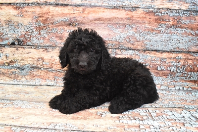 Mini Goldendoodle 2nd Gen.-DOG-Male-Black-10563-Petland Monroeville, PA
