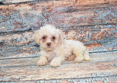 Hava-Chon-DOG-Male-White-10570-Petland Monroeville, PA
