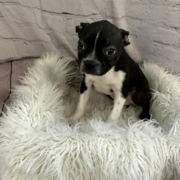 Boston Terrier-DOG-Male-Black / White-10589-Petland Monroeville, PA