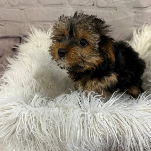 Yorkie-DOG-Male-Black / Tan-10590-Petland Monroeville, PA