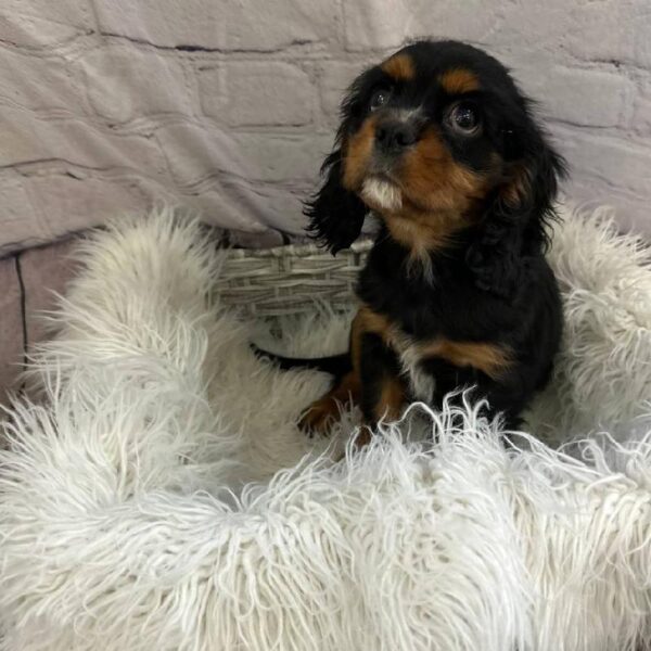 Cavalier King Charles Spaniel-DOG-Male-Black / Tan-10591-Petland Monroeville, PA