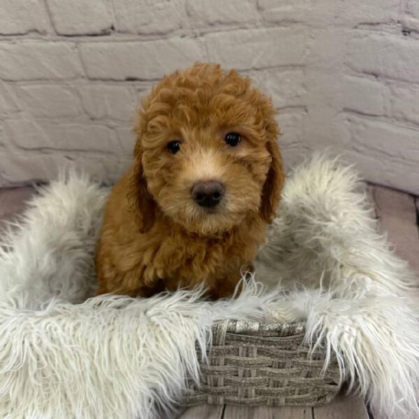 Mini Labradoodle 2nd Gen-DOG-Female-Apricot-10592-Petland Monroeville, PA