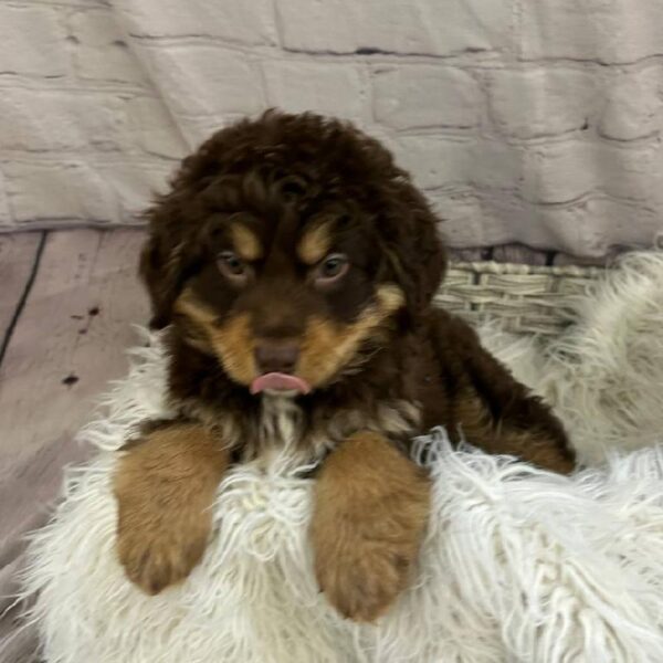 Mini Bernedoodle 2nd Gen-DOG-Male-Chocolate-10593-Petland Monroeville, PA