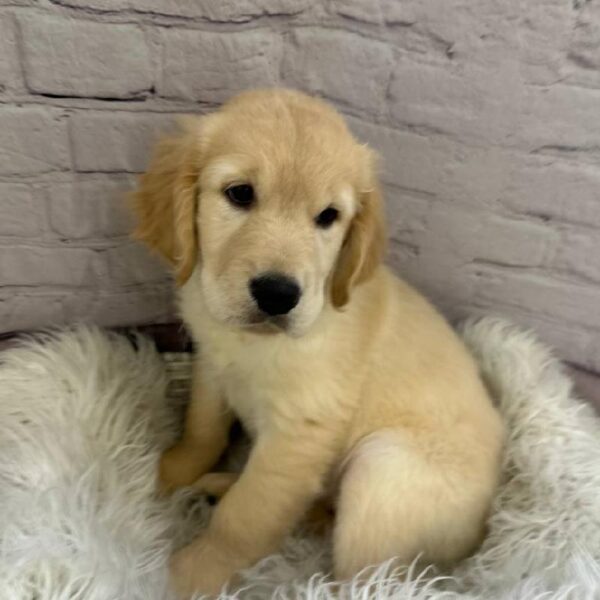 Golden Retriever-DOG-Female-Golden-10595-Petland Monroeville, PA