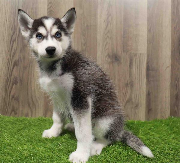 Siberian Husky-DOG-Female-Black / White-10604-Petland Monroeville, PA