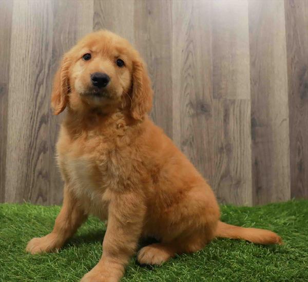 Golden Retriever-DOG-Female-Golden-10605-Petland Monroeville, PA