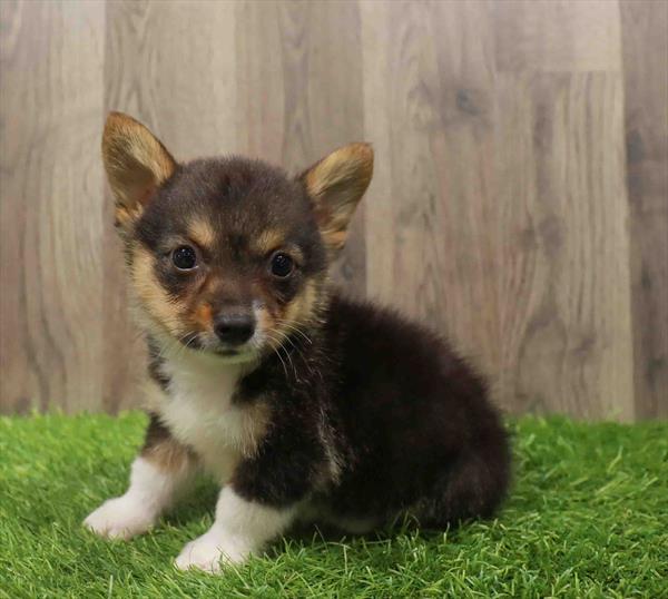 Pembroke Welsh Corgi-DOG-Male-Black White / Tan-10606-Petland Monroeville, PA