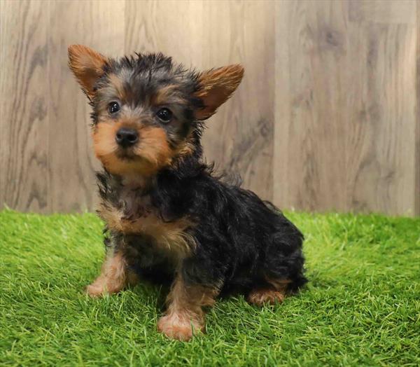 Silky Terrier-DOG-Female-Black / Tan-10607-Petland Monroeville, PA