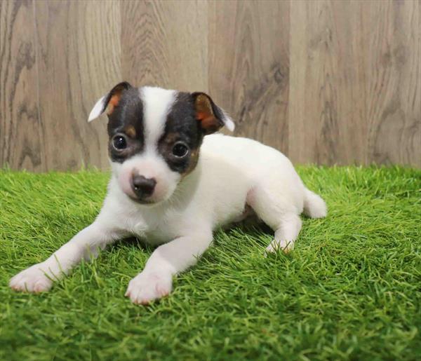 Chihuahua-Toy Fox Terrier-DOG-Male-Black / White-10608-Petland Monroeville, PA