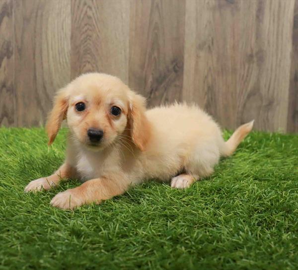 Chiweenie-DOG-Female-Fawn-10610-Petland Monroeville, PA