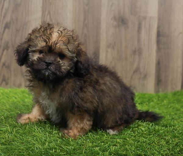 ShizaPoo-DOG-Male-Golden-10617-Petland Monroeville, PA