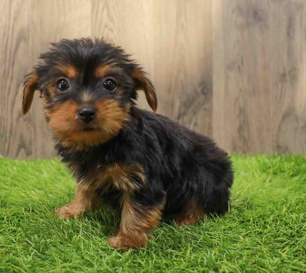 Yorkie-DOG-Female-Black / Tan-10618-Petland Monroeville, PA