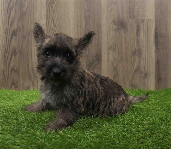 Cairn Terrier-DOG-Female-Wheaten Brindle-10619-Petland Monroeville, PA