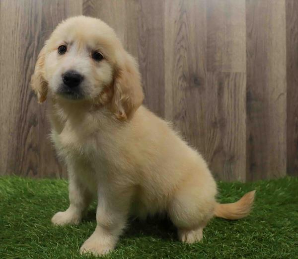 Golden Retriever-DOG-Male-Golden-10620-Petland Monroeville, PA