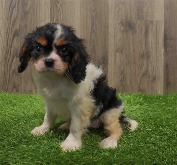 Cavalier King Charles Spaniel-DOG-Female-Tri-Colored-10621-Petland Monroeville, PA