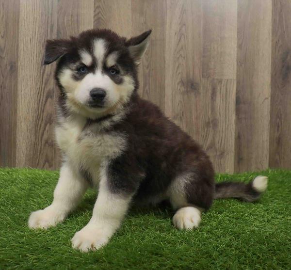 Siberian Husky-DOG-Male-Black / White-10622-Petland Monroeville, PA