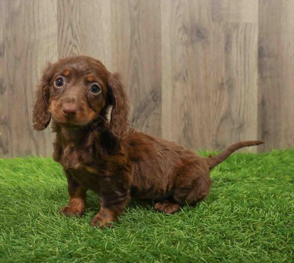 Dachshund-DOG-Female-Chocolate / Tan-10623-Petland Monroeville, PA