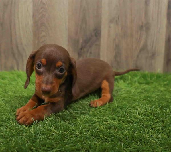 Dachshund-DOG-Female-Chocolate / Tan-10624-Petland Monroeville, PA