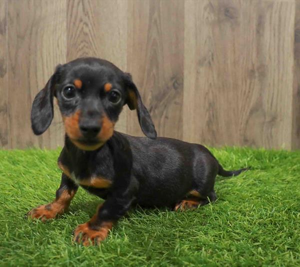 Dachshund-DOG-Male-Black / Tan-10625-Petland Monroeville, PA