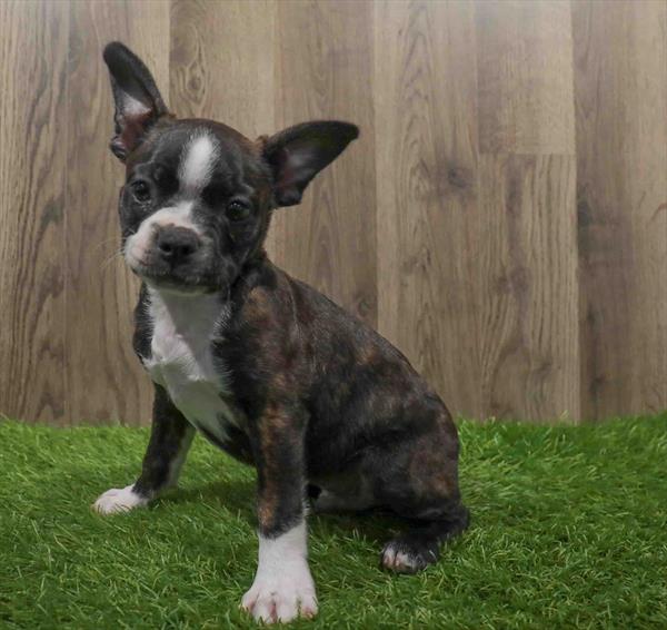 Frenchton-DOG-Male-Brindle / White-10626-Petland Monroeville, PA