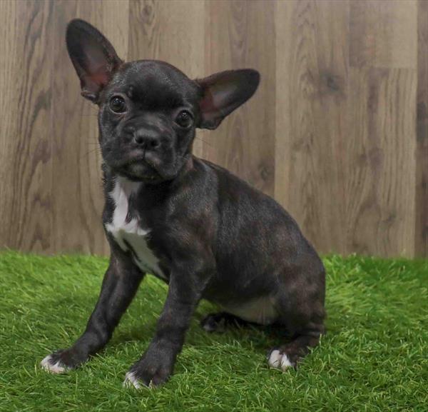 Frenchton-DOG-Female-Black / White-10627-Petland Monroeville, PA