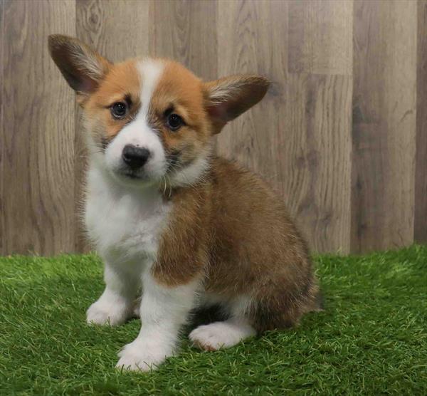 Pembroke Welsh Corgi-DOG-Female-Red / White-10628-Petland Monroeville, PA