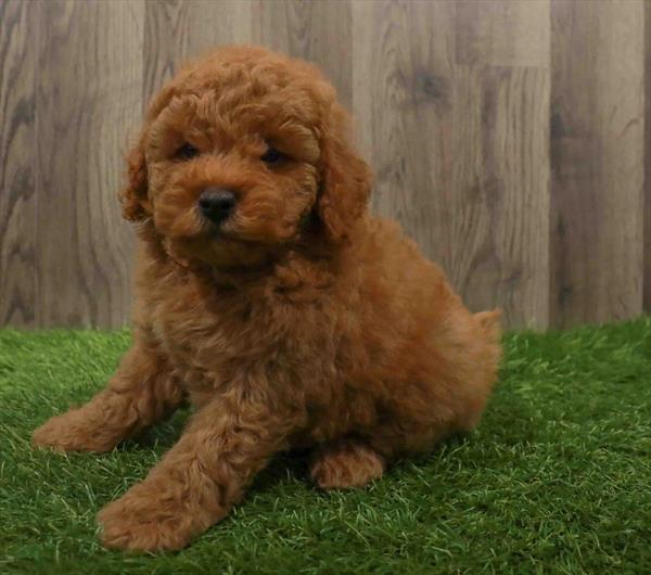 Mini Goldendoodle 2nd Gen.-DOG-Male-Apricot-10629-Petland Monroeville, PA