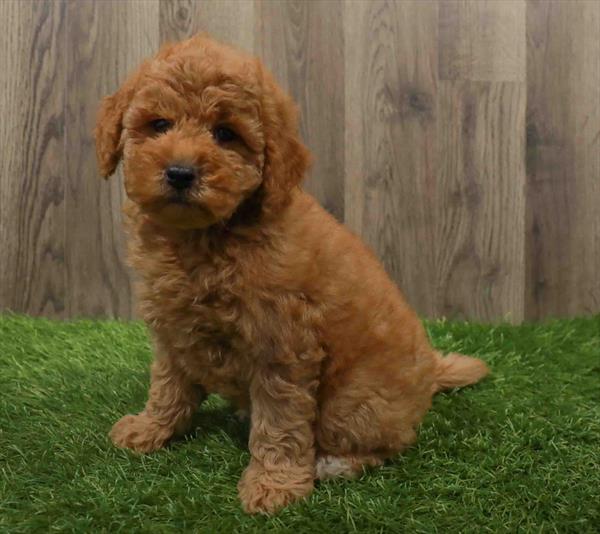 Mini Goldendoodle 2nd Gen.-DOG-Female-Apricot-10630-Petland Monroeville, PA