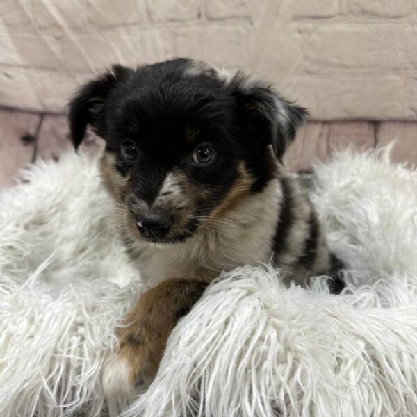 Miniature Australian Shepherd-DOG-Male-Blue Merle-10646-Petland Monroeville, PA