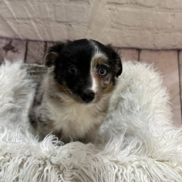 Miniature Australian Shepherd-DOG-Female-Blue Merle-10647-Petland Monroeville, PA