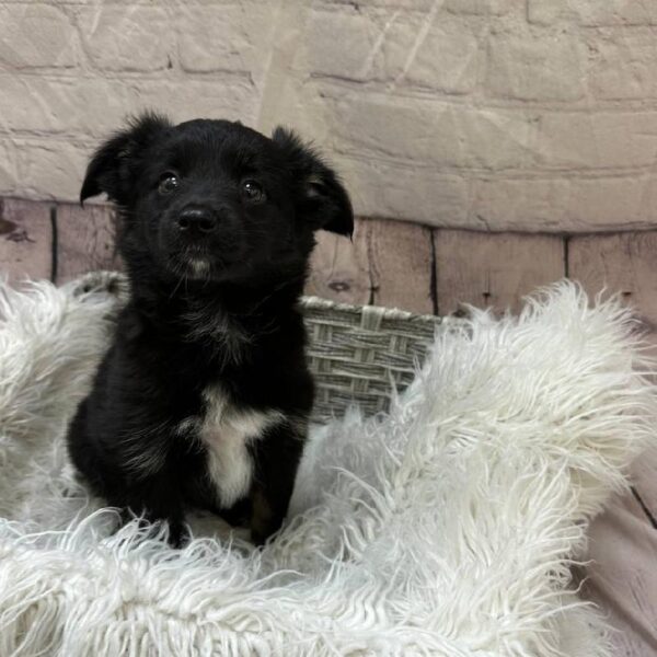 Miniature Australian Shepherd-DOG-Female-Black Tri-10648-Petland Monroeville, PA