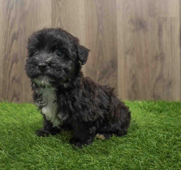 Yorkie-Poo-DOG-Male-Black-10660-Petland Monroeville, PA