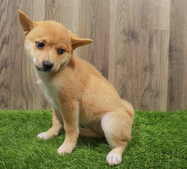 Shiba Inu-DOG-Female-Red-10661-Petland Monroeville, PA