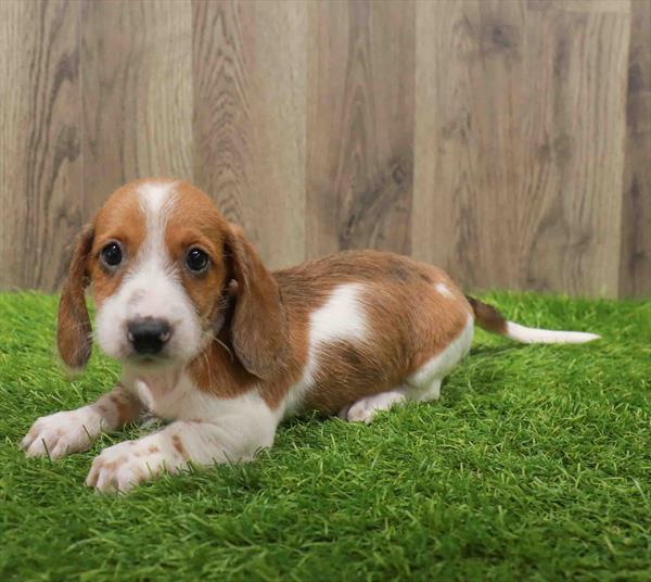 Dachshund-DOG-Male-Red-10662-Petland Monroeville, PA