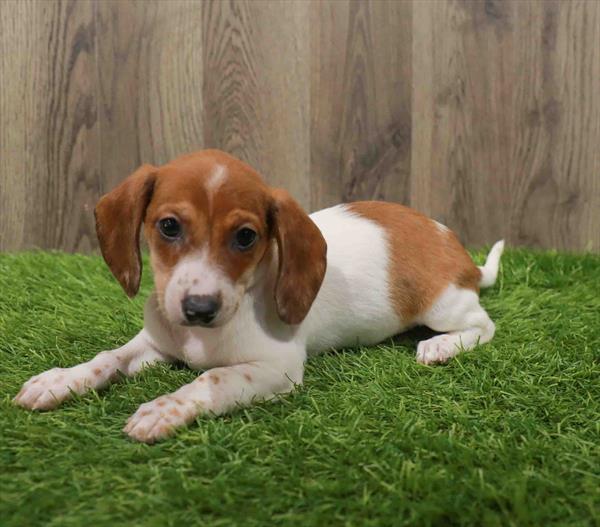 Dachshund-DOG-Female-Red-10663-Petland Monroeville, PA