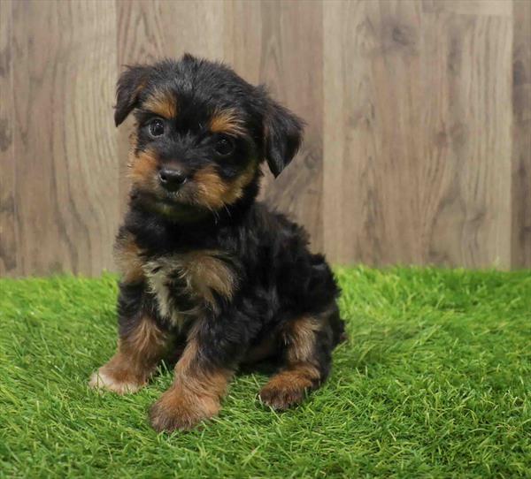 Morkie-DOG-Male-Black / Tan-10664-Petland Monroeville, PA