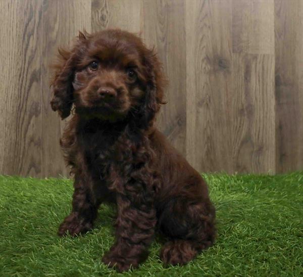 Cocker Spaniel-DOG-Female-Brown-10665-Petland Monroeville, PA