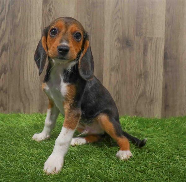 Beagle-DOG-Male-Tri-Colored-10666-Petland Monroeville, PA
