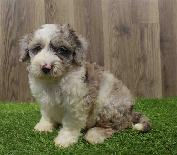 Mini Sheepadoodle-DOG-Female-Blue Merle-10667-Petland Monroeville, PA