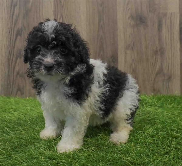 Mini Bernedoodle 2nd Gen-DOG-Female-Black-10668-Petland Monroeville, PA