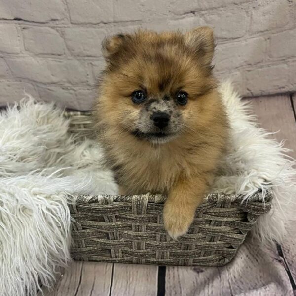 Pomeranian-DOG-Female-Red Merle-10650-Petland Monroeville, PA