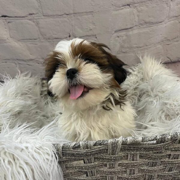 Shih Tzu-DOG-Male-Red and White-10651-Petland Monroeville, PA