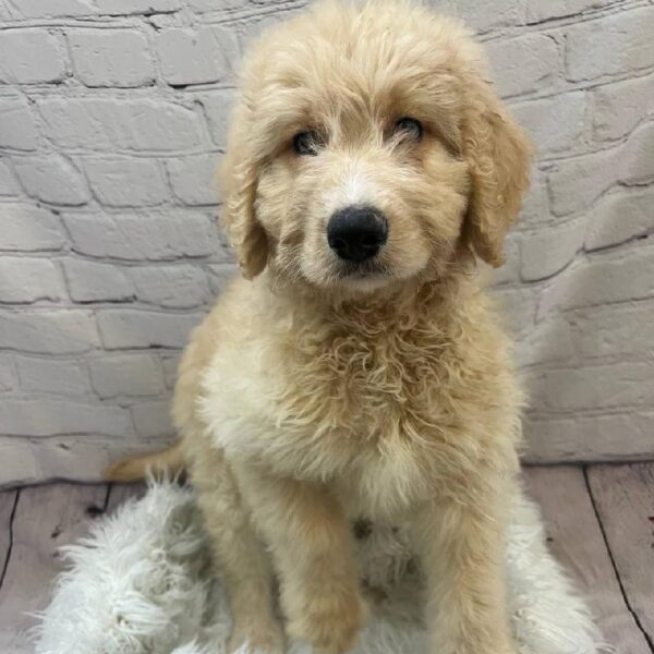 Bernedoodle-DOG-Female-Cream-10652-Petland Monroeville, PA
