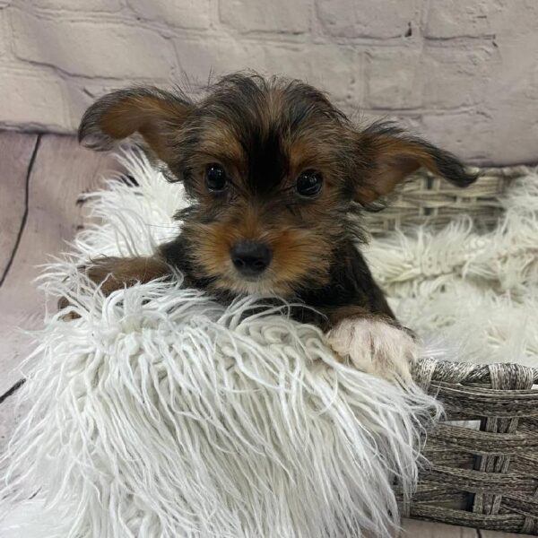 Yorkie-DOG-Male-Gold-10653-Petland Monroeville, PA