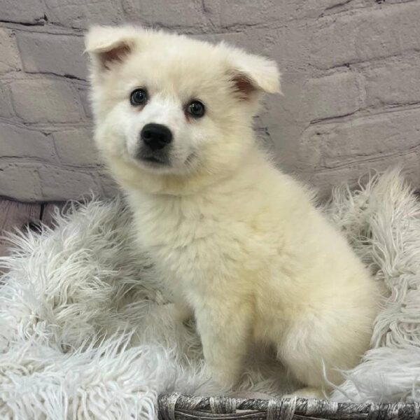 American Eskimo-DOG-Male-White-10654-Petland Monroeville, PA