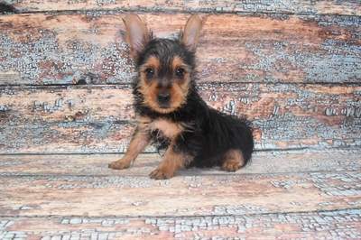 Silky Terrier-DOG-Male-Black and Tan-10684-Petland Monroeville, PA