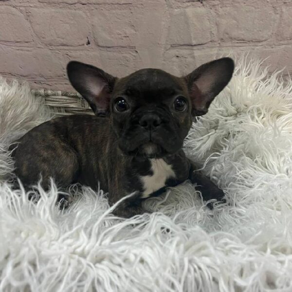 Frenchton-DOG-Female-Brindle-10705-Petland Monroeville, PA