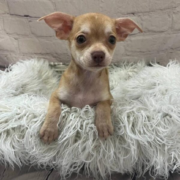 Chihuahua-DOG-Female-Fawn-10706-Petland Monroeville, PA
