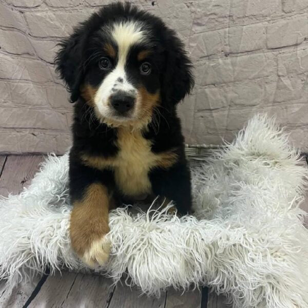 Bernese Mountain Dog-DOG-Male-Black White / Tan-10707-Petland Monroeville, PA